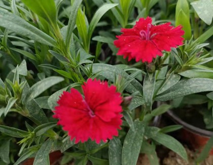 繁星花
