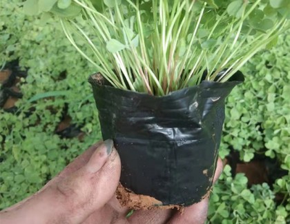 炸漿草