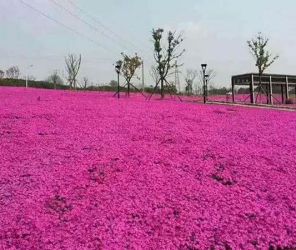 工程案例